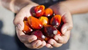 Harga Minyak Kelapa Sawit Hari Ini, Kamis 28 Mei 2026