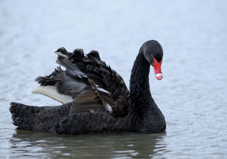 black swan event