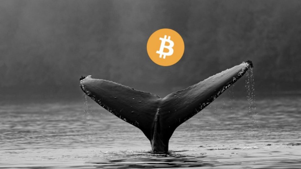 Harga Bitcoin Naik 27%, Para Whale Masih Ogah Jual Kepemilikan Bitcoin-nya! Nah Loh, Ada Apa?