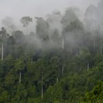 Manfaat Perdagangan Karbon, Worth It Gak?
