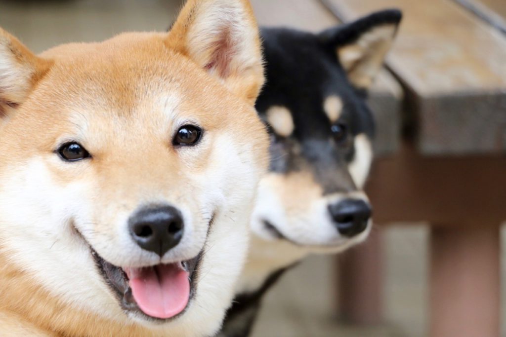 shiba inu versus dogecoin