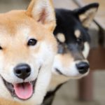 shiba inu versus dogecoin