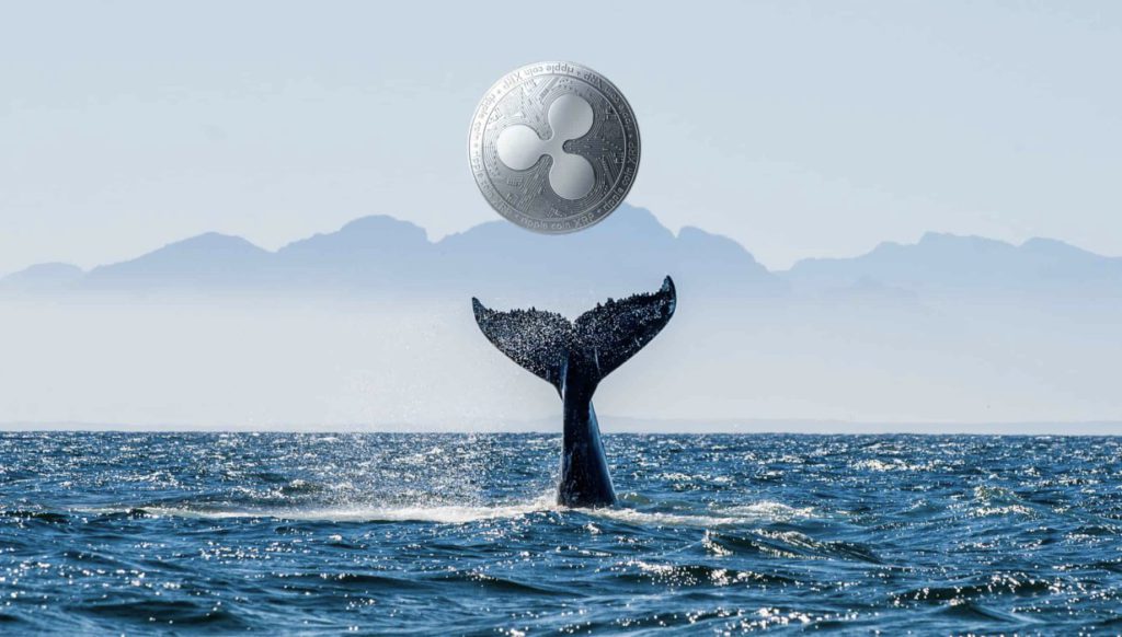 whale ripple xrp