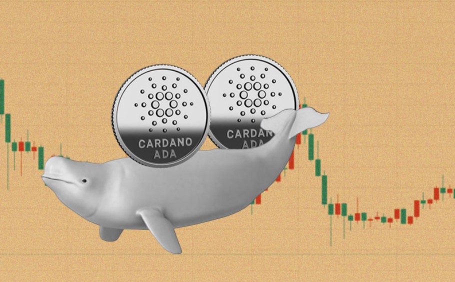 whale cardano ada