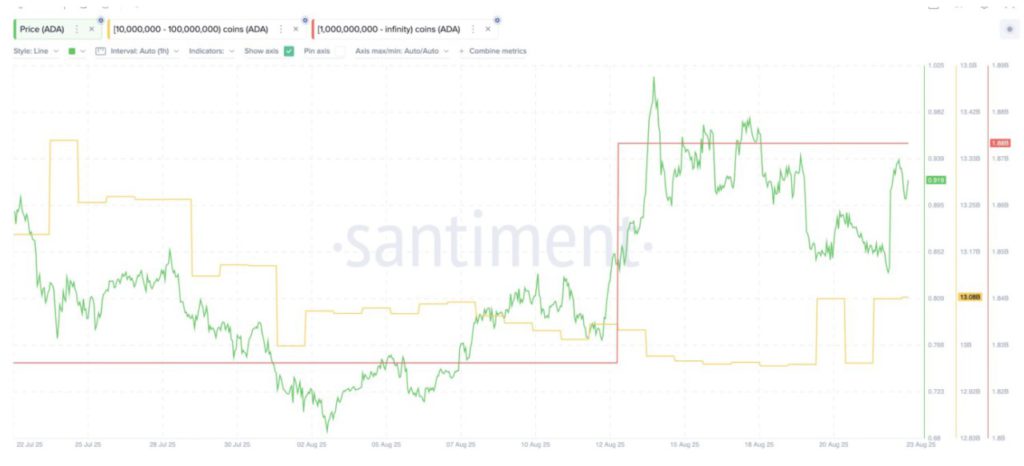 Cardano Jadi Salah Satu Koin yang Diborong Whale Kripto