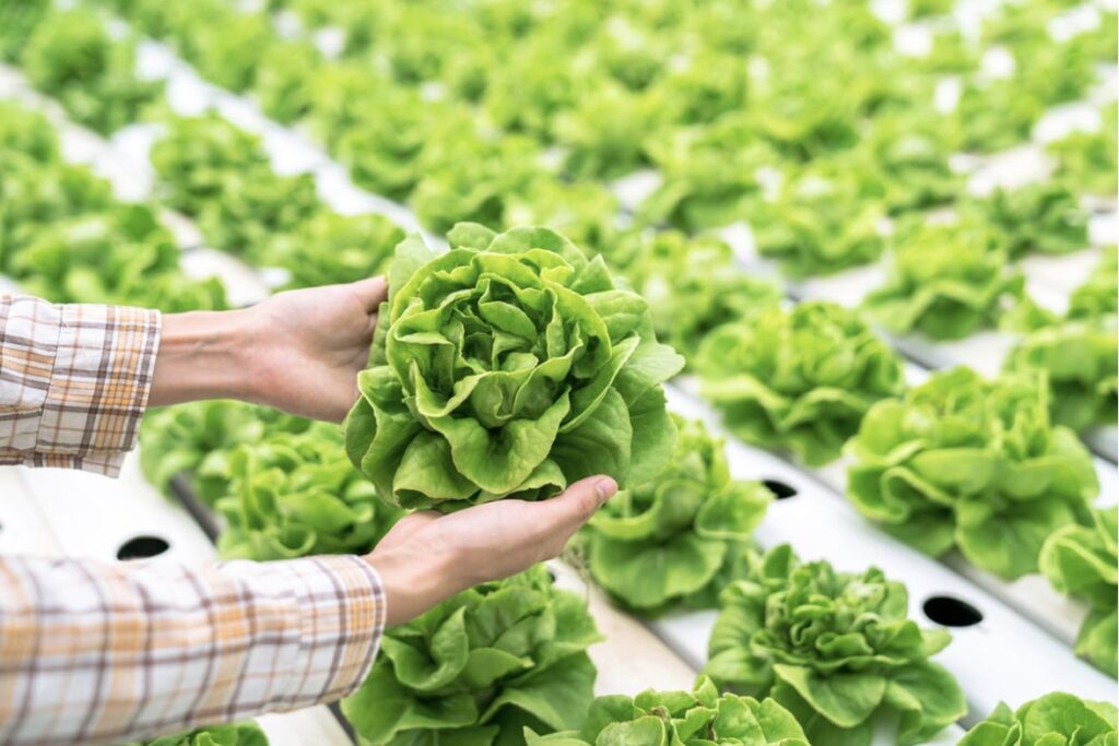 cara bisnis di kota dumai